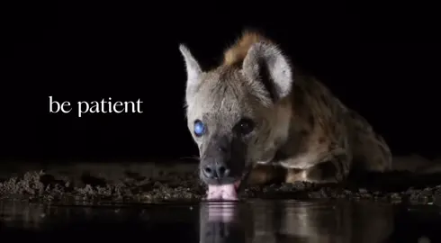 HYENAS HYENAS HYENAS MY BABIES 😭😭😭 theyre so beautiful and i hate rhat their reputation isnt veey good  theyre so gorgeous and interesting #hyenas #hyena #bepatient #animal #edit 