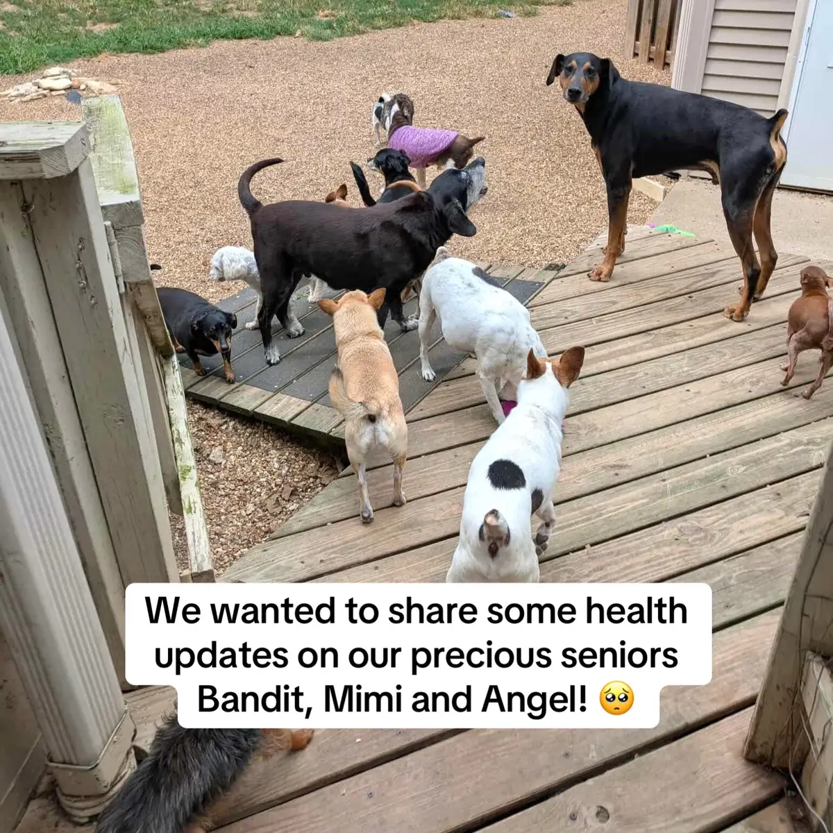 Your donations are the reason why Bandit, Mimi and Angel have received the best hospice care and can keep thriving in their golden years happy as ever! Your support means so much to these seniors and changes their lives every single day, please don’t stop supporting them and donate to their ongoing hospice care today! 🙏🏽❤️🐾 #rescuedog #dog #seniordog #seniorrescuedog #sanctuary 