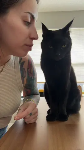 The blatant disregard.. The side step away took me out 🤣. #PetsOfTikTok #catsoftiktok #blackcatsoftiktok #fyp #fypシ 
