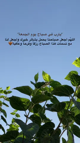🤎🕊️….