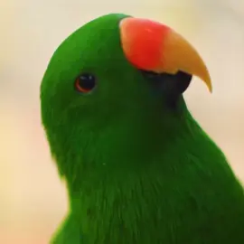 MY FAV ANIMAL !!! #jacein4k #birdsoftheworld #viraledit #videostarpro #fypシ゚viral 