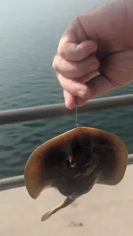 Is this a Skate or a Ray? Your Saltwater Guide is Sponsored by Fishing Booker.
