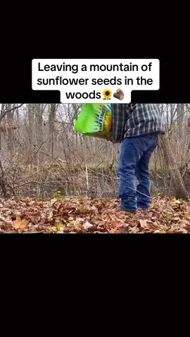 Follow for more#fyp #sunflowerseeds #seeds #woods #wild #wildlife #experiment 