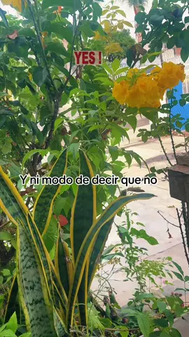###🌹🌹🌹🌹🌻🌼🌼 #LIVEIncentiveProgram #LIVEwithlowfollowers #PaidPartnership 