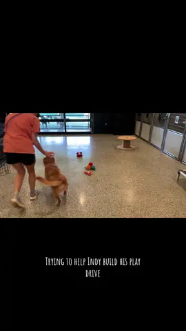 Trying to help Indy build his play drive through personal play and affection! #lakesidepaws #fyp #playdrive #dogsoftiktok 