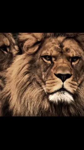 Barbary Lion ☠️ 🥷🏻🔥.      #zoologytok #fyp #animal #viral #nature 
