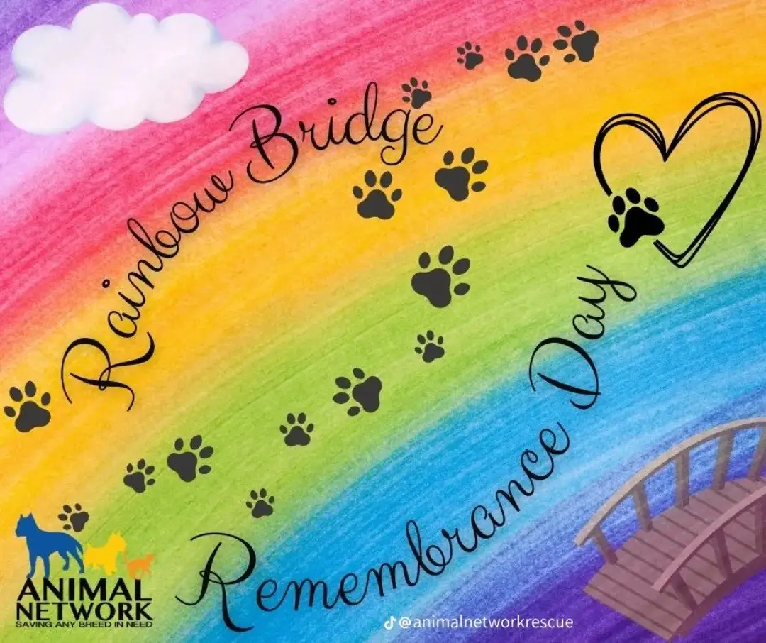 your brother is missing you extra hard today #rainbowbridge#petloss#chester#angelbaby#grief 