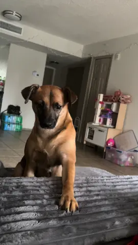 Someone has an attitude 😂🙂‍↔️ pt.1 #dogsoftiktok #fyp 