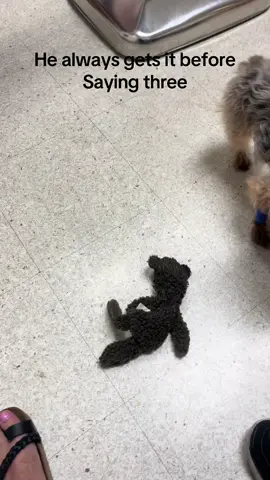 #yorkies#dogsoftiktok #dog#doglover 