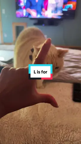 ❤️🐾🐈 she didn’t care 🤷🏻‍♀️ #trending #nillawaferthecat #catsoftiktok #cat #cute 