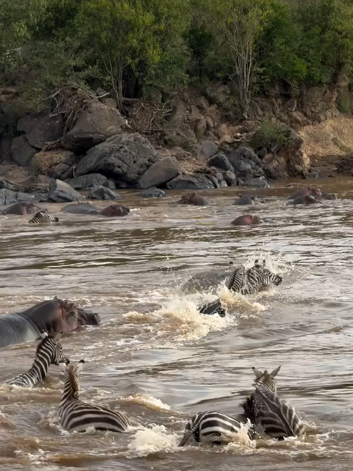zebra crossing river crocodile #zebra #fyp #foryou #foryoupage
