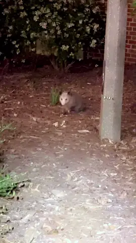 Cool cat I found 