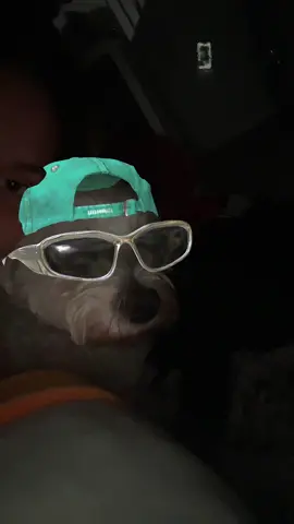 HAHAHAHAH #viral_video #fyp #hund 