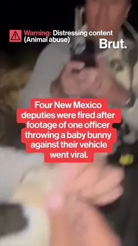 Four New Mexico police officers were fired this week after a video of one deputy slamming a small rabbit into their truck went viral. #NewMexico #Police #Rabbit #Bunny #Deputy