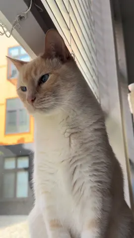 kitty chitters