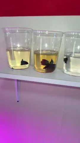 No disponible #bettafighterbetta1 #bettafighterbetta_ #bettafighterbetta 