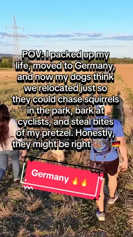 They’re most likely right…. #dogdad #travel #funny #theaussiefam #hadesjaznateadventures 