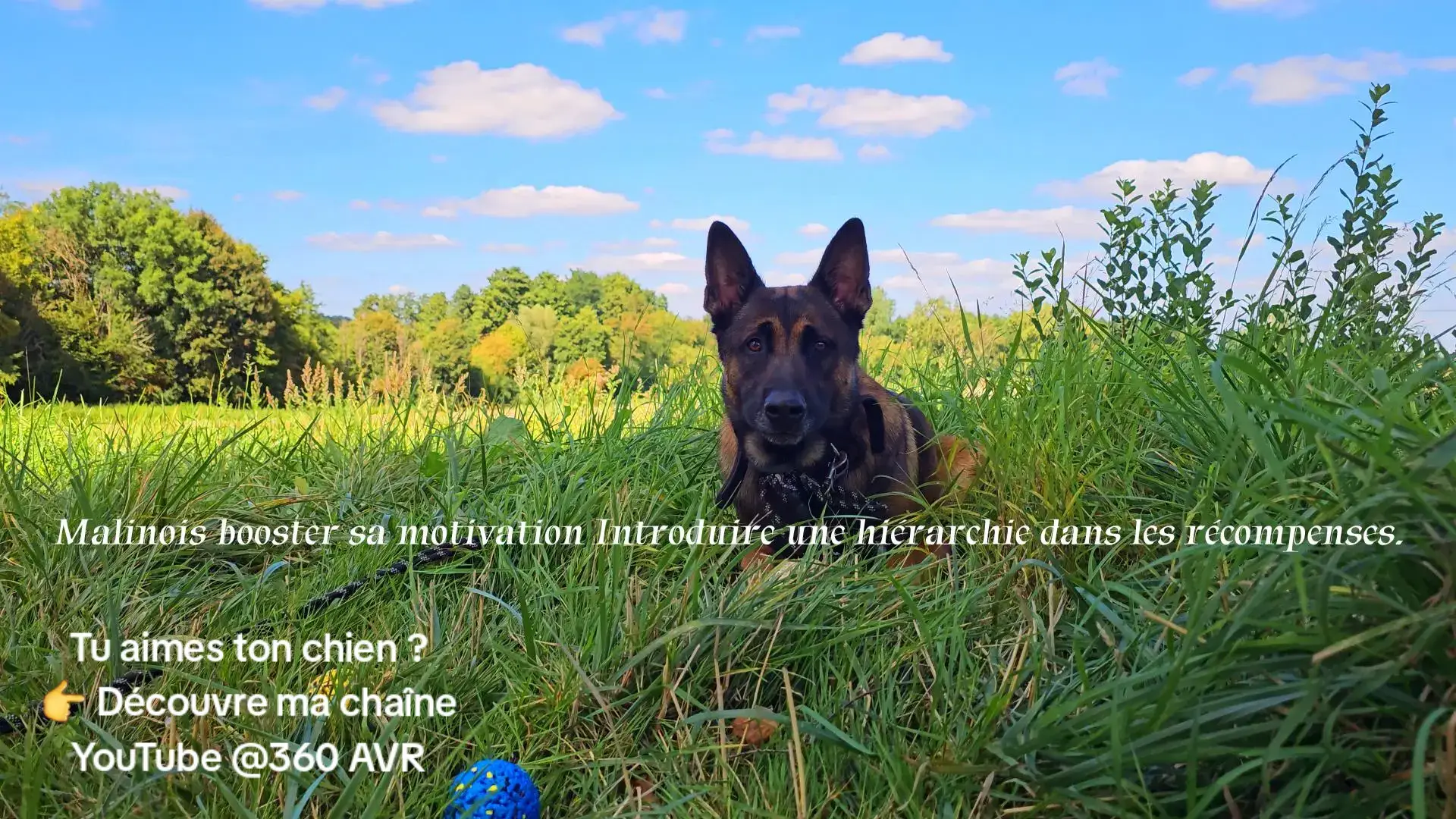 Tu veux un Malinois motivé, concentré et complice avec toi ? Découvre comment créer une hiérarchie de récompenses simple et naturelle pour booster sa motivation  Friandises, jouets, contextes tout devient une stratégie gagnante pour renforcer votre relation #Malinois #EducationCanine #DressageChien #MotivationPositive #ChienHeureux