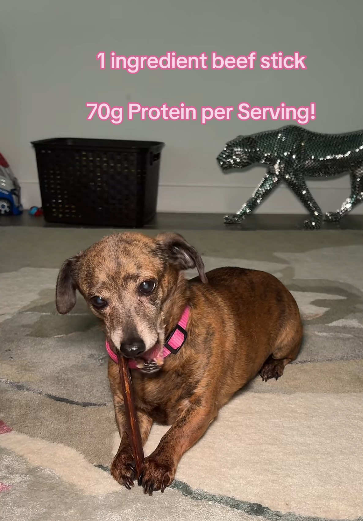 Approved by Little Miss Picky herself!! #dogtreats #healthydogtreats #rawhidealternative #treatsfordogs #dogsoftiktok #doglover #proteinfordogs #tiktokshoplabordaysale #tiktokshopfinds #tiktokshopcreatorpicks 