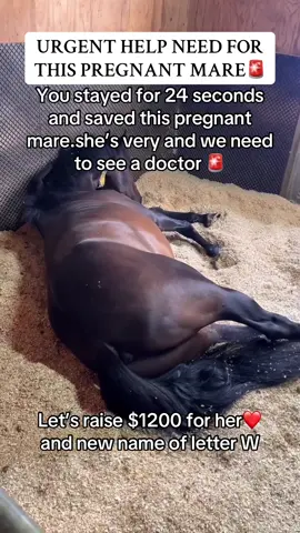 You stayed for 24 seconds and saved this pregnant mare.she’s very and we need to see a doctor 🚨#fyp #viral #goviral #help #horses #support #usa #newyork #donate #horserescue 