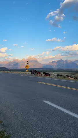 When in Wyoming🦬  #yellowstone#jacksonholewyoming#duderanchvacation#jacksonhole#jacksonholerodeo @Jack Richardson 