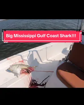 Biggest Shark Ive Ever Seen in Mississippi Waters #shark #sharktok #fishtok😳 #Mississippicatislnd This is Why You wont see me wade fishing in the Hot Months!!!