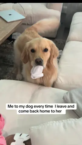Me everytime  I leave and come home to my dog 😭 #goldenretriever #dogs #cutegoldenretriever #cutestsogs 