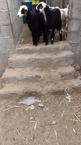 يامحبين النبي صلوعليه اللهم صلي وسلم وبارك عليه  💫الي يبي ازين يلحق قبل يخلص  💥بظاعه بياظ وجه تبارك الرحمٰن 9حبات رخل مقناءوياخيرقناياء 1فحلهن المجموع=10 سلاله طيبه وسعرهم طيب الي له رغبه بهم يتواصل   #متابعين الكرام يوجدلديناء خدمت توصيل لجميع المحافظات اليمنية   #مارب  #عتق  #ابين  #عدن  #المكلاء  #حضرموت  #اشحر  #البيظاء  #رداع  #عفار  #صنعاء  #للتواصل 773142838  #اوارقم 735120062  #اكسبلور  #explor  @متابعين  @اشاره