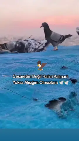 🕊🕊 #CapCut #storilikvideolar #fyppppppppppppppppppppppp #keşfetteyizzz #keşfet 
