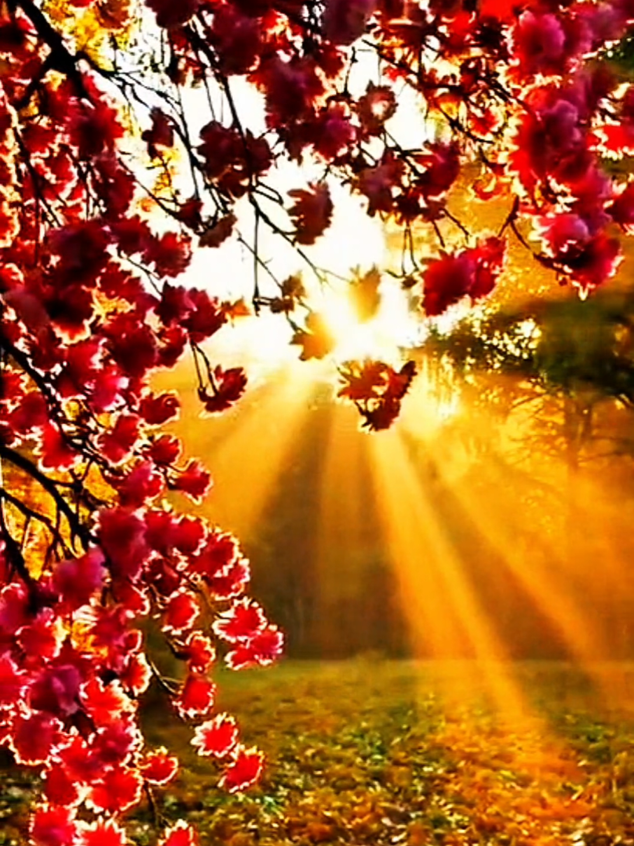 ✨️ Light through the petals✨️ A luz que toca as flores pode alcançar você. Deixe-se iluminar. Curta, compartilhe. ✨️🙌 #paravoce #natureza360 #flowers #sunsetviews #relaxingvideo 