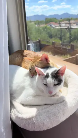 Charlie and Franklin! This is a rare! 🫶🏼 #cats #catsoftiktok #catscuddling #orangecats #whitecats #catlover 