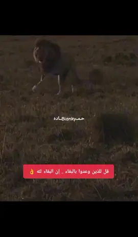 البقاء_لله👌❤️‍🩹#fy #fypシ゚viral #مصر_السعوديه_العراق_فلسطين #الشعب_الصيني_ماله_حل😂😂 