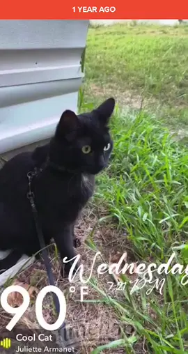 Mr Jade (5 years old) being a cool cat. #blackcat #cat #rescuecat #coolcat #adoptdontshop 