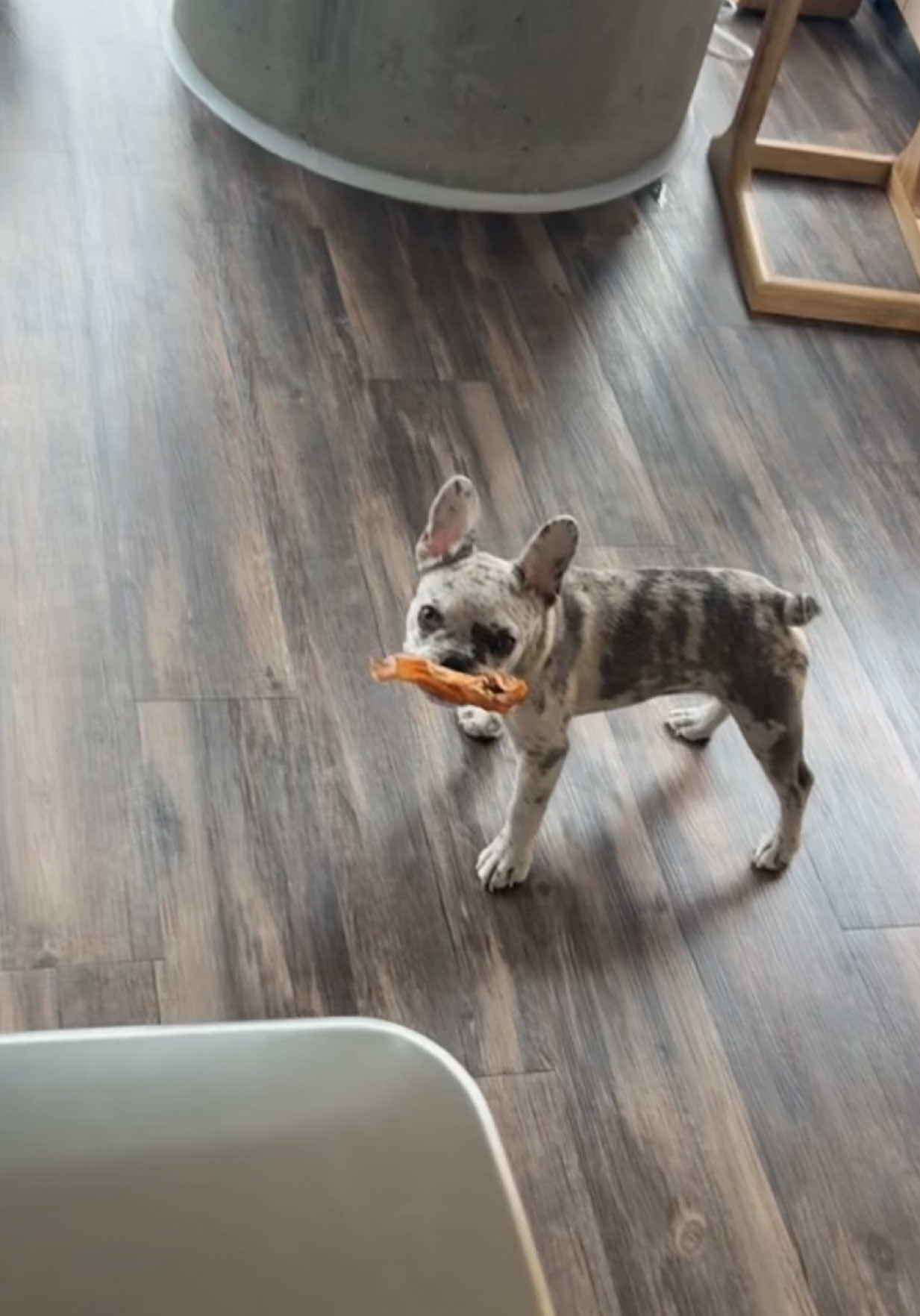 just trying to play tag with her :/ #fyp #frenchie #frenchiesoftiktok 