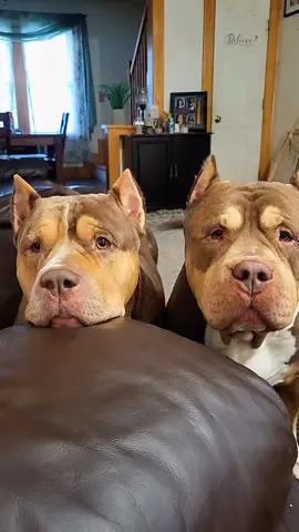my babies 