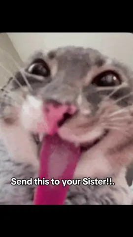 I will love u with all of my heart ❤️❤️#cat #sister #Love #funny #missyou 