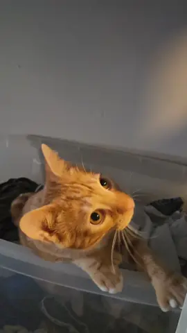 #gatitos curiosos 