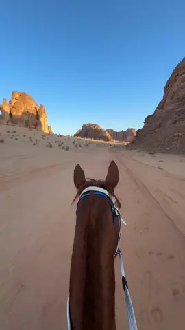 #القدرة_والتحمل  #خيل  #العلا 