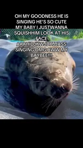 Pleae #seal #sealtok #fyp #sealposting #sealsoftiktok @➴ vic @=•°Niko°•= @Subway Italian BMT 