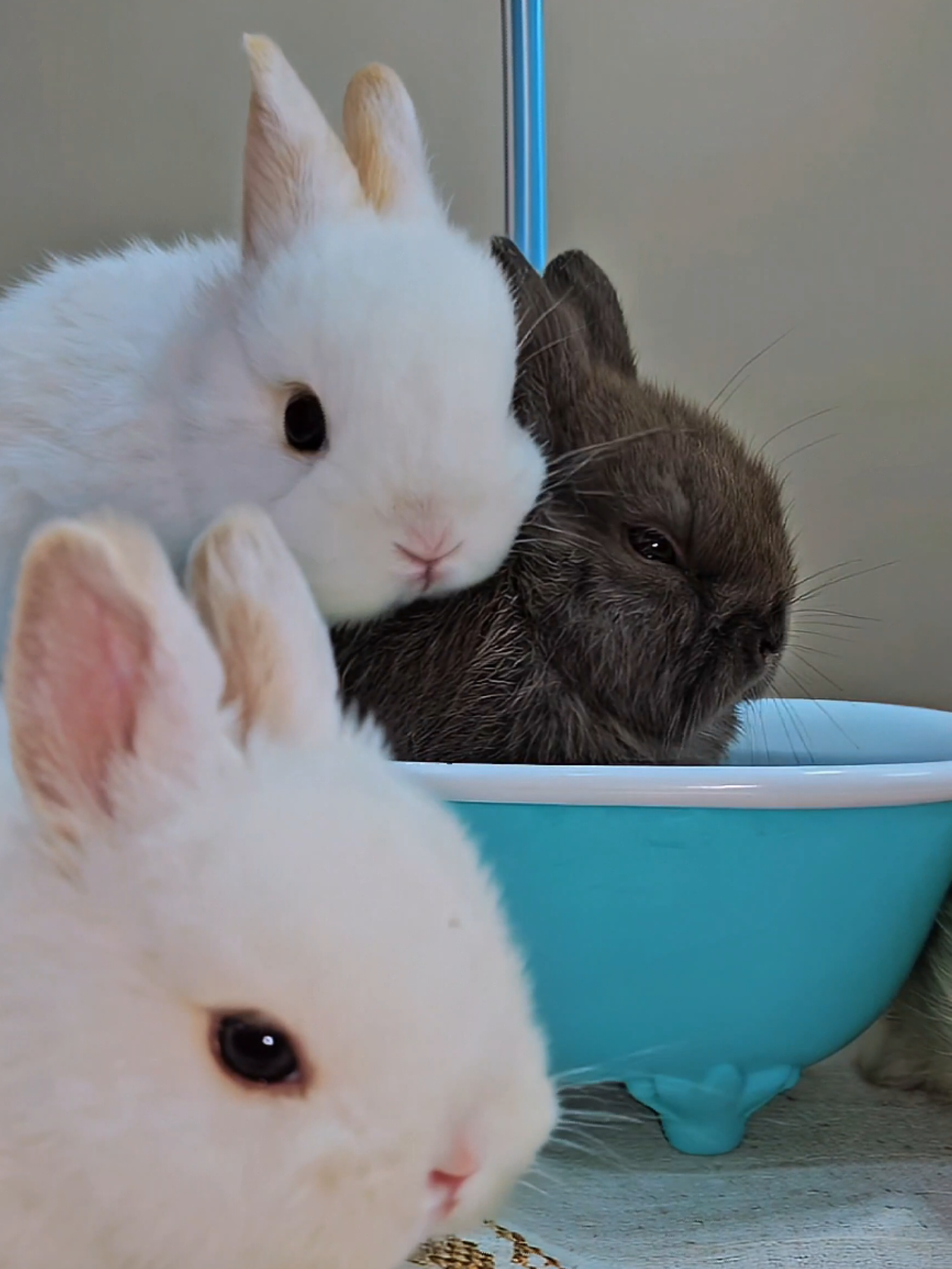 Pretty Little Babys 😍 #Rabbit #Bunny #coelho #Bathtub #PetsOfTikTok 