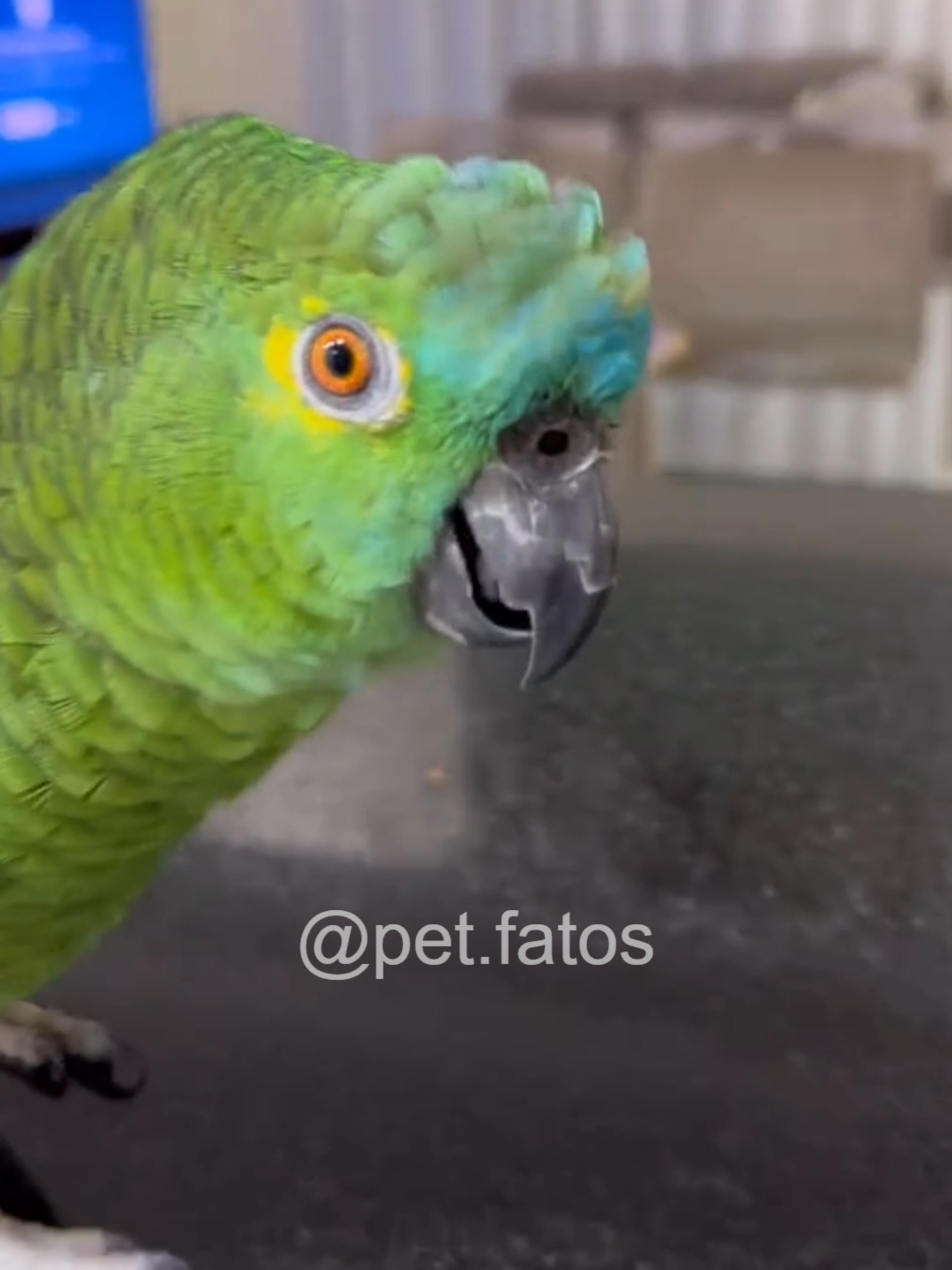 Papagaio #animaisnotiktok #maedepet #pets #papagaio #parrot
