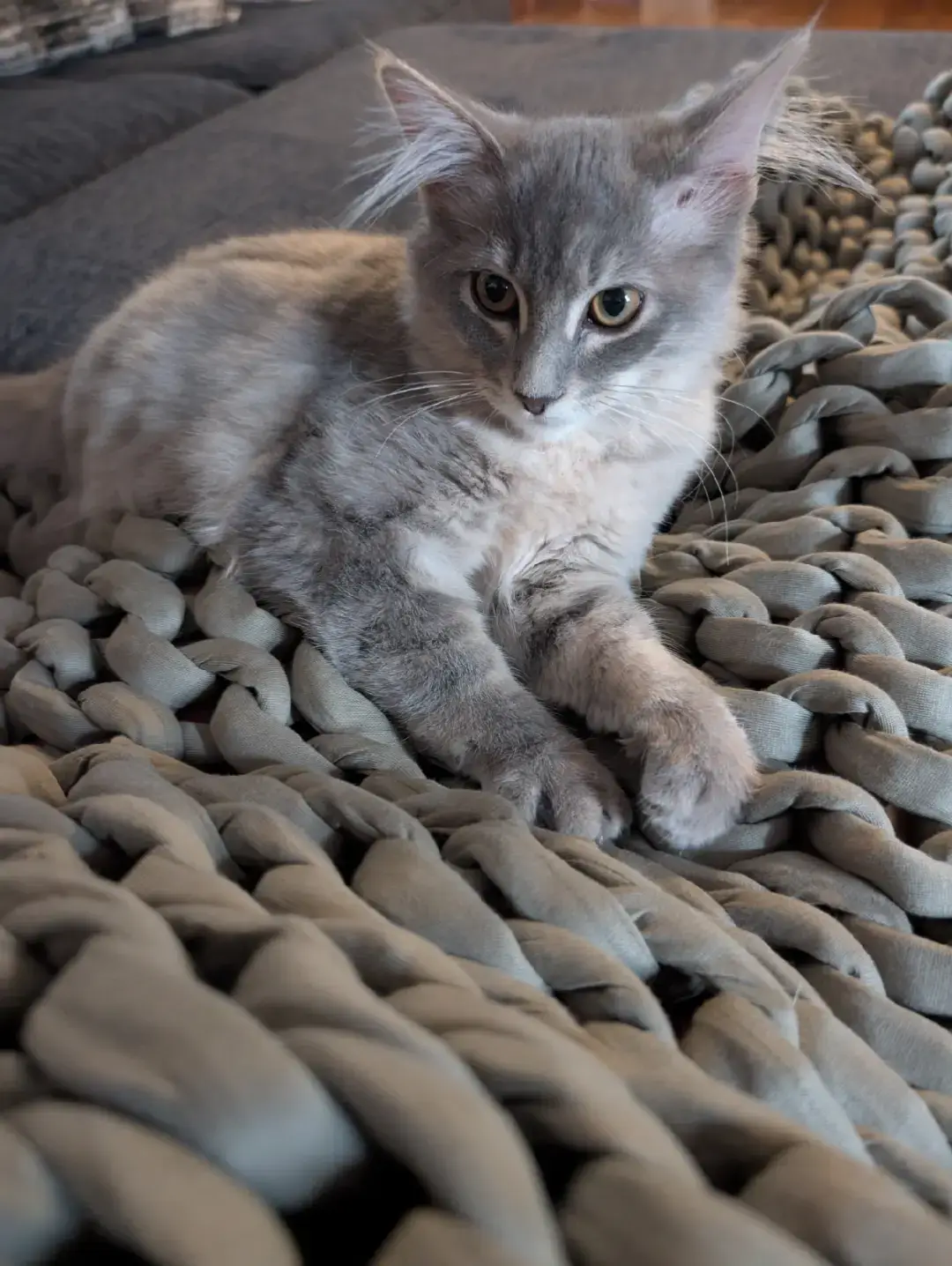 Gotta love this kitten #kittensoftiktok #catmom #catsoftiktok #catcatcat 