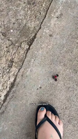 #spottedlanterfly #holyokema 