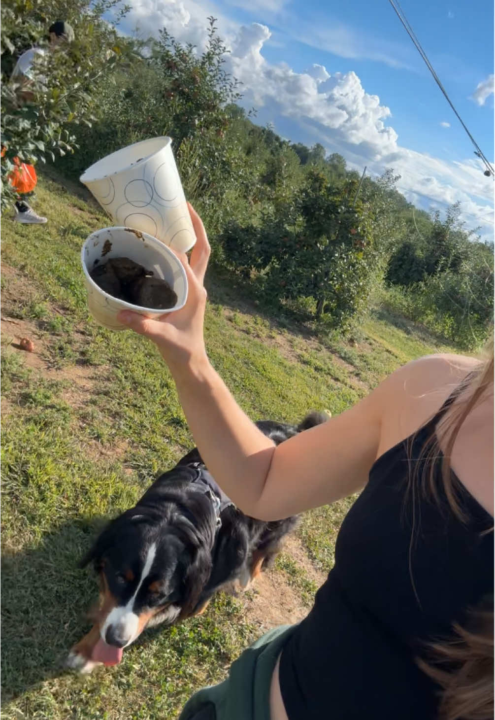What’s your best forgotten poop bag story  #dogmom #dogsoftiktok #poop #dogs #bernesemountaindog 