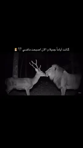 #العجيلات_الزاويه_صبراتة_طرابلس #صبراته_الكبيده💕💕🔥 #الزاويه #العجيلات_الزاويه_صبراتة_طرابلس❤️🔥 #طرابلس_بنغازي_المرج_البيضاء_درنه_طبرق 