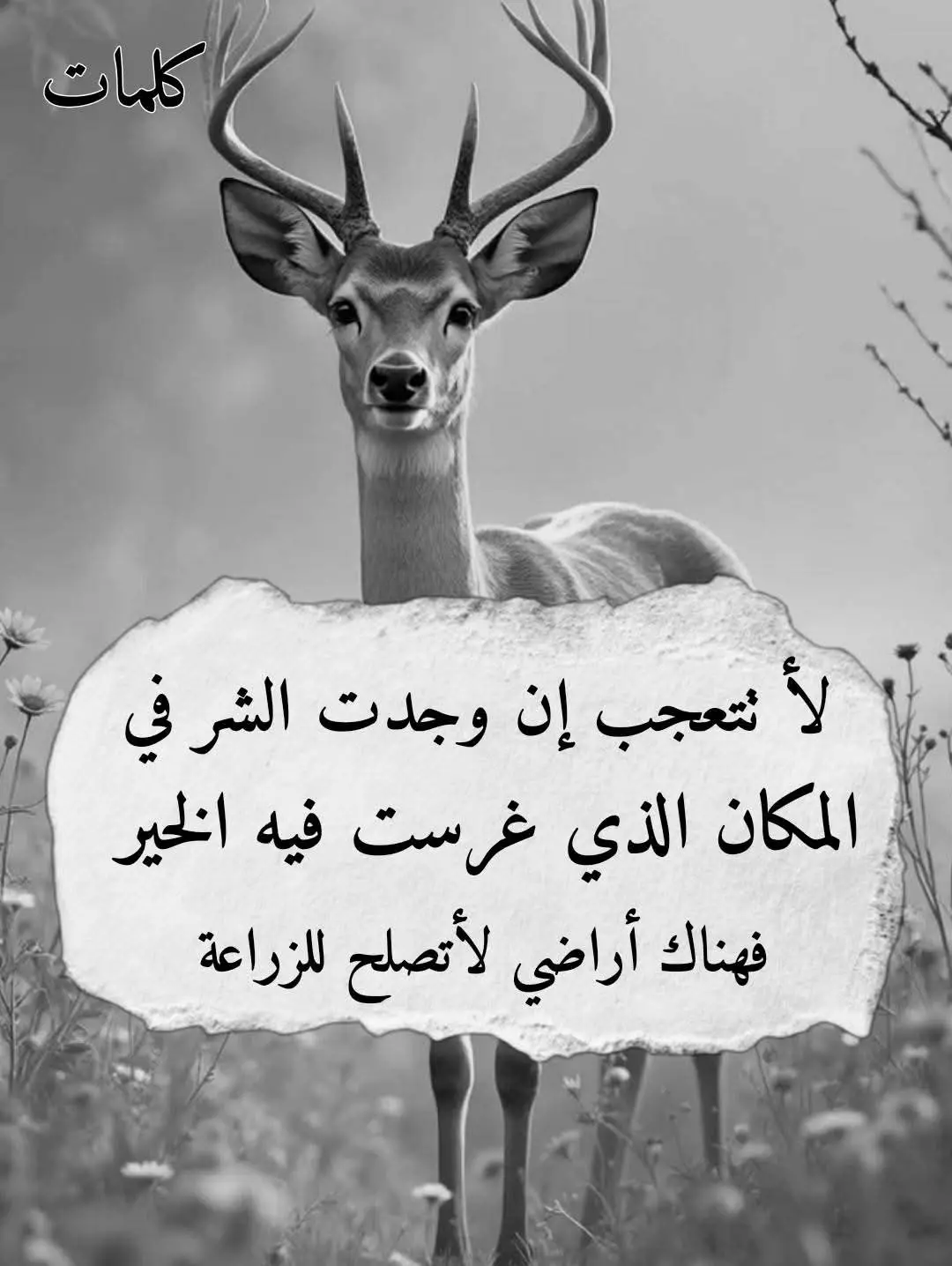 🇹🇳 🇩🇿 🇱🇾 🇲🇦 🇨🇳 