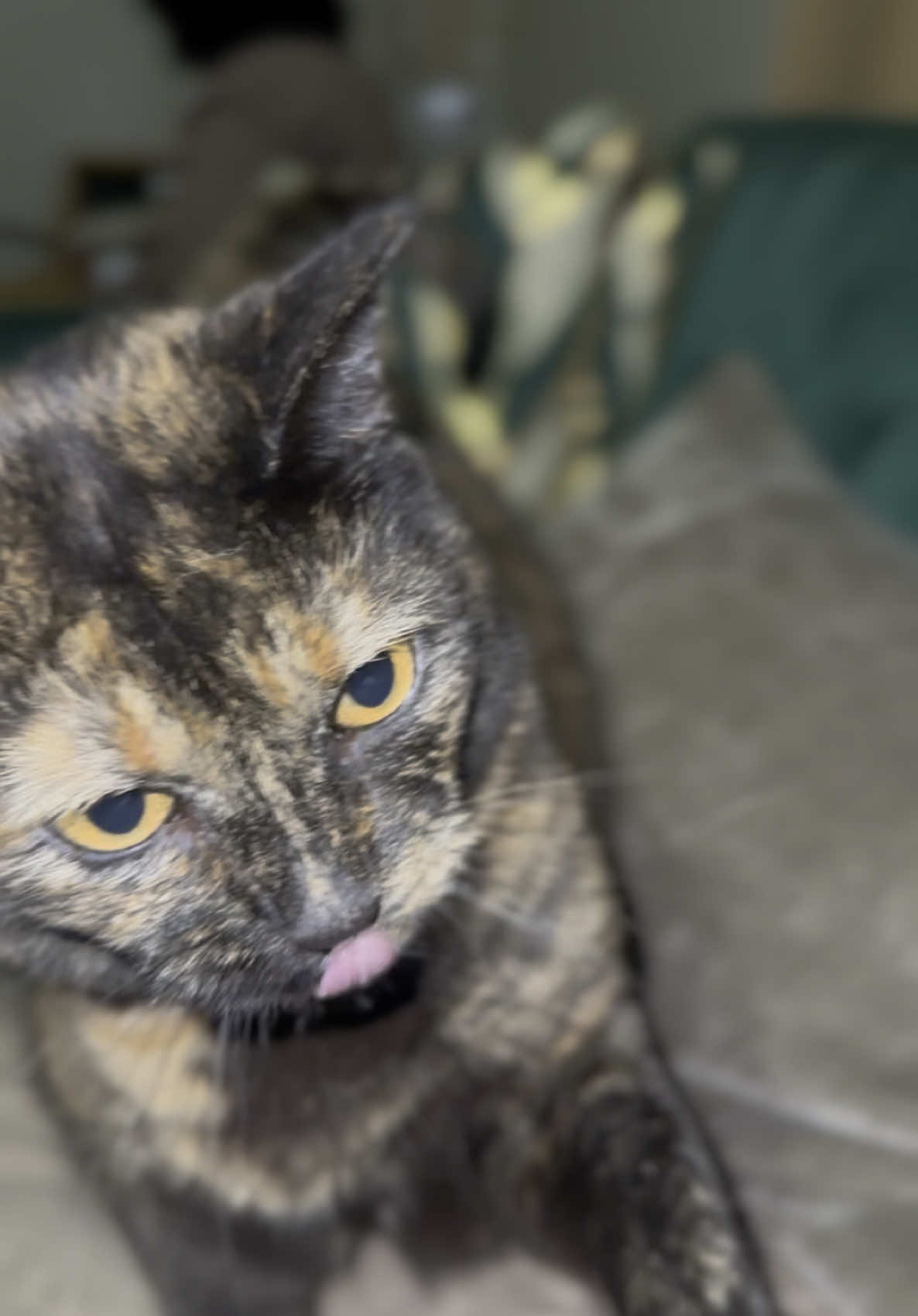 Look at who I visited. #tortoiseshellcat #tortitude #catsoftiktok 