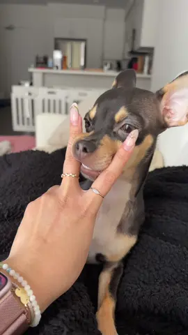 Apparently love makes her hungry… why did she use my fingers as a snack pack for this 🤣 #puppylife #chiweenie #dogsoftiktok 