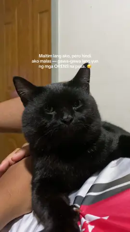 “What if mag cry nalang ako?” - Cooper #blackcat #cats #fyp 