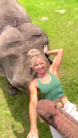 #Elephant #SilkElephant #FreeContactCare #MyBestFriendIsAnElephant 